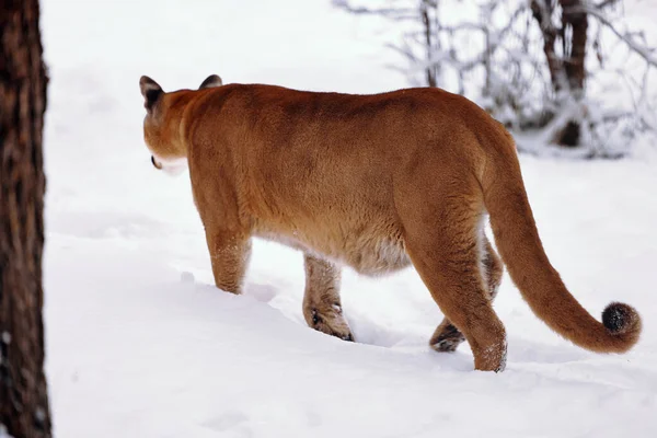 Puma in het winterbos, Mountain Lion look. Bergleeuw jaagt in een besneeuwd bos. Wilde kat op sneeuw. Ogen van een roofdier die een prooi stalkt. Portret van een grote kat — Stockfoto