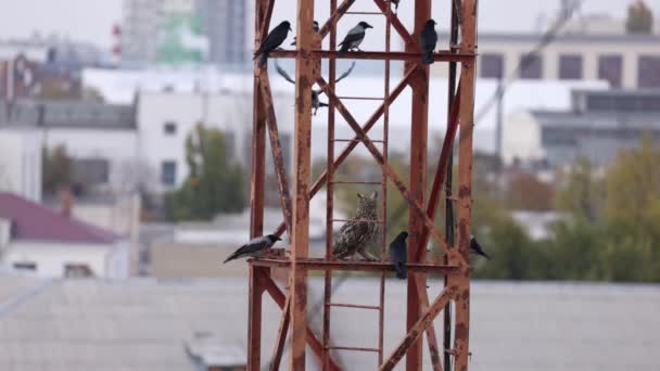 Långörad uggla Asio otus på en metallkonstruktion, omgiven av aggressiva kråkor. Fågellivet i stan. Långsamma rörelser 120 fps — Stockvideo