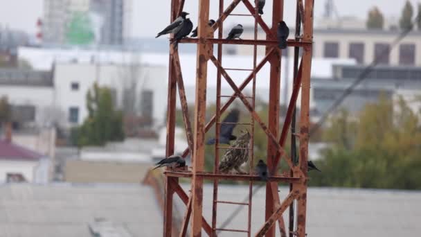 Långörad uggla Asio otus på en metallkonstruktion, omgiven av aggressiva kråkor. Fågellivet i stan. Långsamma rörelser 120 fps — Stockvideo