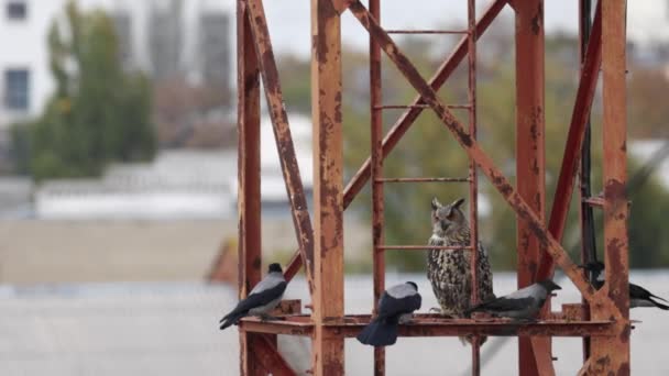 Långörad uggla Asio otus på en metallkonstruktion, omgiven av aggressiva kråkor. Fågellivet i stan. Långsamma rörelser 120 fps — Stockvideo