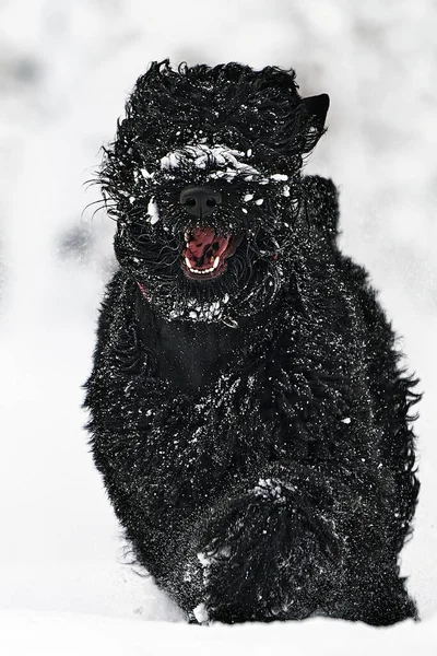 Joyeux chien noir aux cheveux longs dans la neige. Le gros chien est content de la neige. Un chien noir dans la neige. Terrier noir russe marchant dans un parc enneigé. Qu'arrive-t-il si vous promenez votre chien en hiver — Photo