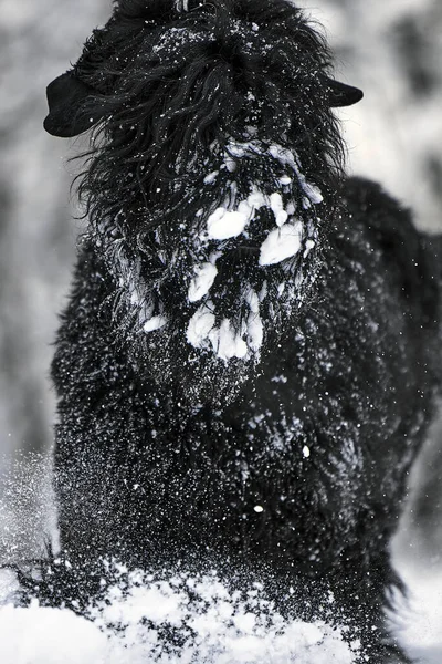 눈 속의 행복 한 검은 머리 개. 큰 개는 눈을 좋아한다. 눈 속의 검은 개. 눈덮인 공원을 걷고 있는 러시아인검은 테리어. 만약 겨울에 개를 산책시키면 어떻게 될까요 ? — 스톡 사진