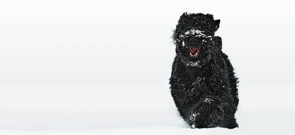 Happy black long-haired dog in the snow. Big dog is glad of the snow. A black dog in the snow. Russian black terrier walking in a snowy park. What happens if you walk your dog in winter — 图库照片