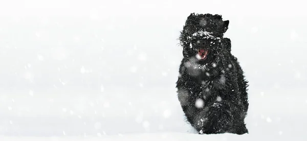 Happy black long-haired dog in the snow. Big dog is glad of the snow. A black dog in the snow. Russian black terrier walking in a snowy park. What happens if you walk your dog in winter — 스톡 사진