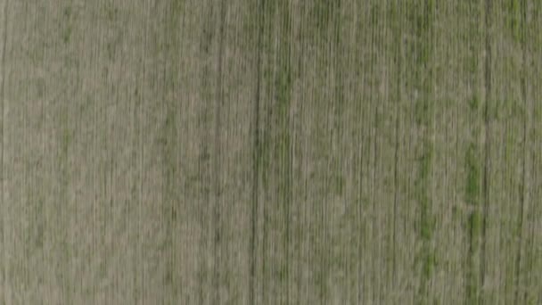 Летаю над сельскохозяйственным полем весной. Вид с воздуха на свежие саженцы пшеницы в поле. 4K, 10 бит, профиль I Dlog-M — стоковое видео