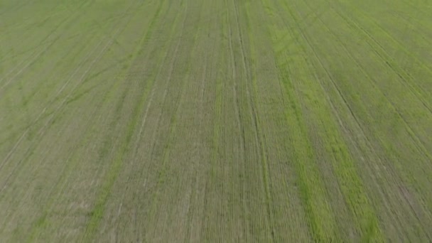 Летаю над сельскохозяйственным полем весной. Вид с воздуха на свежие саженцы пшеницы в поле. 4K, 10 бит, профиль I Dlog-M — стоковое видео