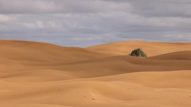 Desert landscape, shadows from clouds run through sand dunes — Stockvideo