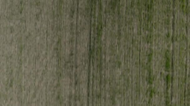 Весною літає над сільськогосподарським полем. Аерофотозйомка розсади свіжої пшениці в полі — стокове відео