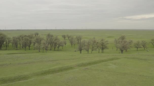 Volare su un campo agricolo in primavera. Veduta aerea di piantine di grano fresco nel campo. 4K, 10 bit, profilo DJI DLog-M — Video Stock