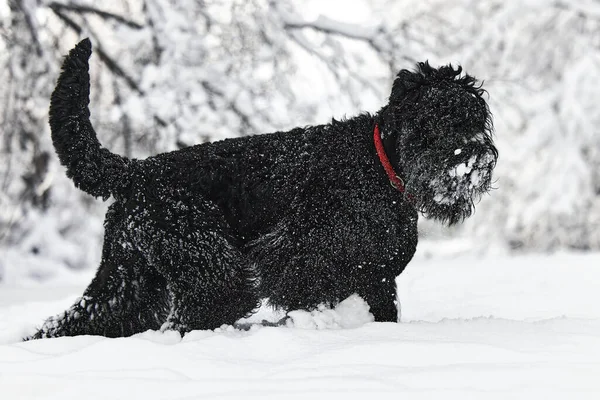 Karda uzun saçlı mutlu bir köpek. Büyük köpek kardan memnun. Karda siyah bir köpek. Karlı bir parkta yürüyen Rus siyah teriyeri. Kışın köpeğini gezdirirsen ne olur?.