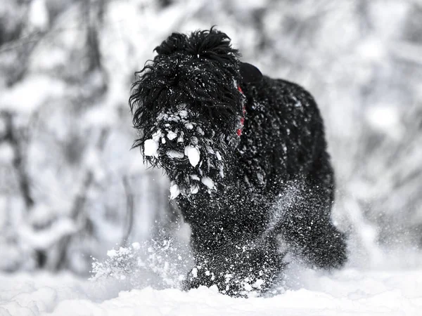 Glad Svart Långhårig Hund Snön Den Stora Hunden Glad För — Stockfoto