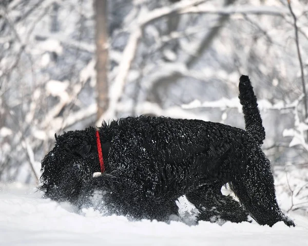 Feliz Perro Negro Pelo Largo Nieve Perro Grande Alegra Nieve —  Fotos de Stock