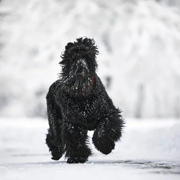 좋아한다 눈덮인 공원을 러시아인검은 테리어 겨울에 산책시키면 어떻게 될까요 — 스톡 사진