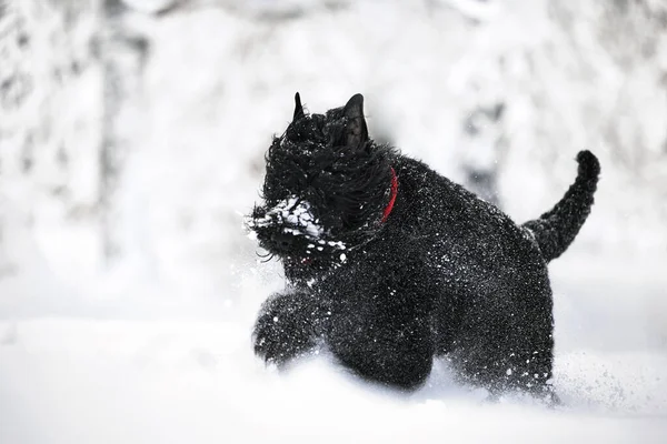 Glad Svart Långhårig Hund Snön Den Stora Hunden Glad För — Stockfoto