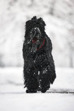 Karda uzun saçlı mutlu bir köpek. Büyük köpek kardan memnun. Karda siyah bir köpek. Karlı bir parkta yürüyen Rus siyah teriyeri. Kışın köpeğini gezdirirsen ne olur?.