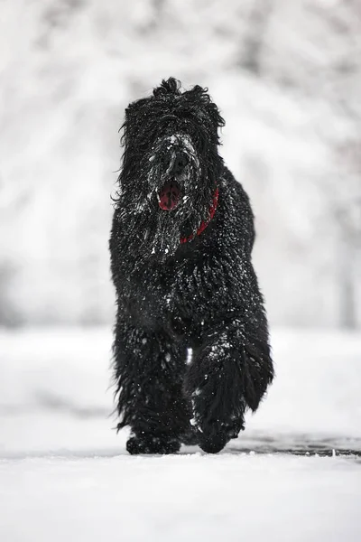 Glad Svart Långhårig Hund Snön Den Stora Hunden Glad För — Stockfoto