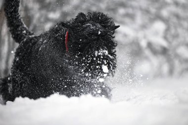 Karda uzun saçlı mutlu bir köpek. Büyük köpek kardan memnun. Karda siyah bir köpek. Karlı bir parkta yürüyen Rus siyah teriyeri. Kışın köpeğini gezdirirsen ne olur?.