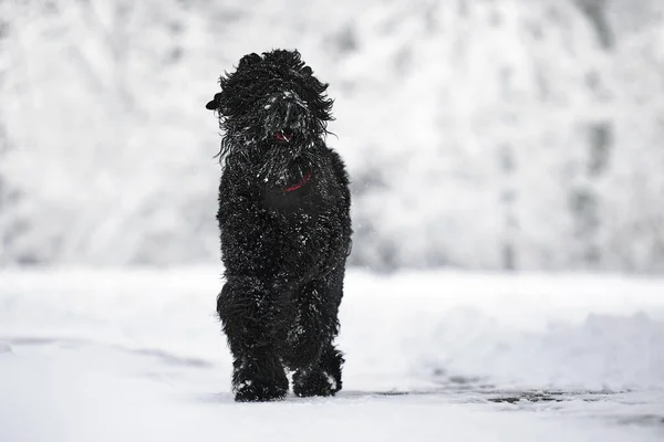 Szczęśliwy Czarny Długowłosy Pies Śniegu Duży Pies Cieszy Się Śniegu — Zdjęcie stockowe