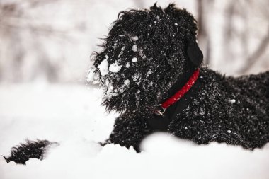 Karda uzun saçlı mutlu bir köpek. Büyük köpek kardan memnun. Karda siyah bir köpek. Karlı bir parkta yürüyen Rus siyah teriyeri. Kışın köpeğini gezdirirsen ne olur?.
