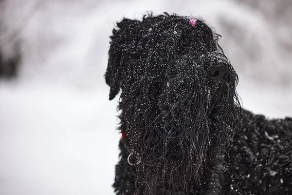 Glücklicher Schwarzer Langhaarhund Schnee Der Große Hund Freut Sich Über — Stockfoto
