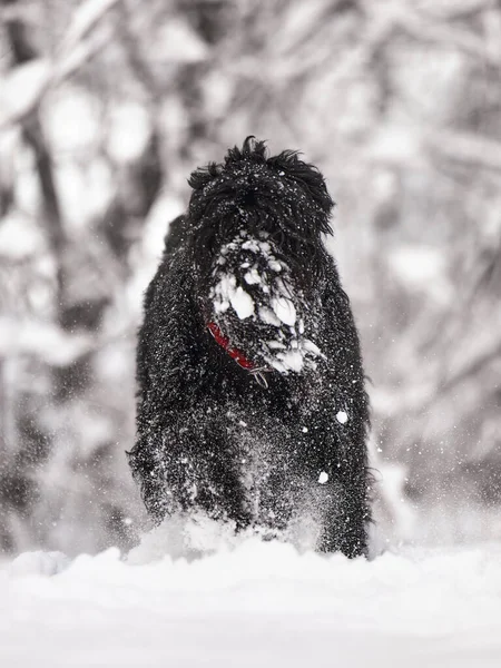 Feliz Perro Negro Pelo Largo Nieve Perro Grande Alegra Nieve —  Fotos de Stock