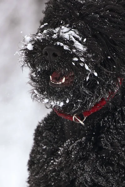 Feliz Perro Negro Pelo Largo Nieve Perro Grande Alegra Nieve —  Fotos de Stock