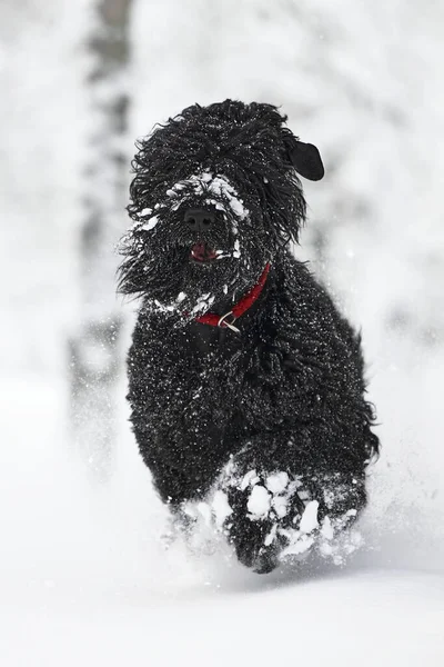 Szczęśliwy Czarny Długowłosy Pies Śniegu Duży Pies Cieszy Się Śniegu — Zdjęcie stockowe