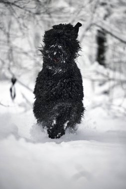 Karda uzun saçlı mutlu bir köpek. Büyük köpek kardan memnun. Karda siyah bir köpek. Karlı bir parkta yürüyen Rus siyah teriyeri. Kışın köpeğini gezdirirsen ne olur?.