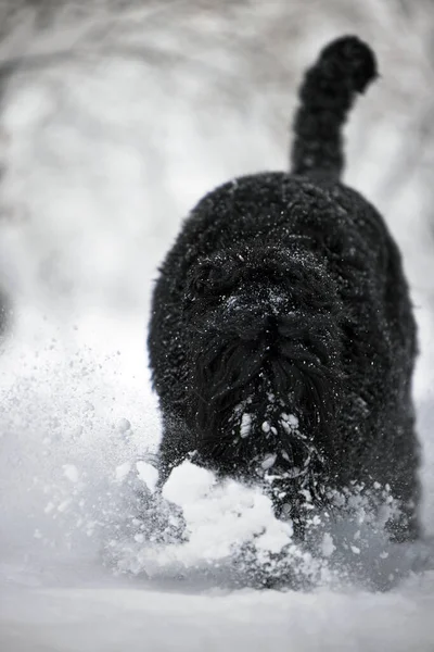 Feliz Cão Pêlo Comprido Preto Neve Cachorro Grande Está Feliz — Fotografia de Stock