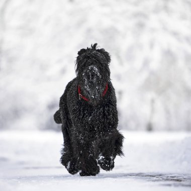 Karda uzun saçlı mutlu bir köpek. Büyük köpek kardan memnun. Karda siyah bir köpek. Karlı bir parkta yürüyen Rus siyah teriyeri. Kışın köpeğini gezdirirsen ne olur?.