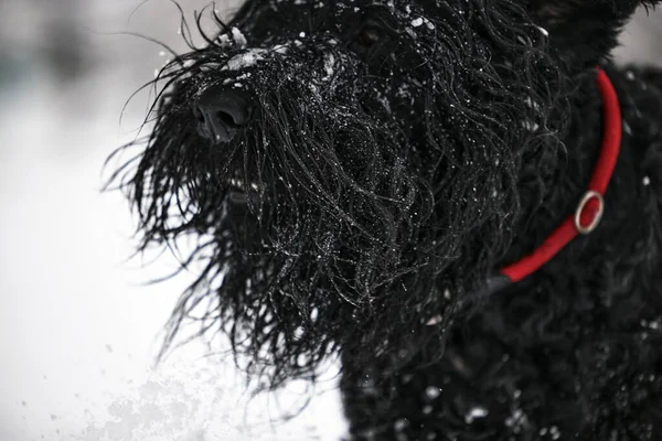 Feliz Perro Negro Pelo Largo Nieve Perro Grande Alegra Nieve —  Fotos de Stock