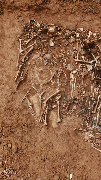 Archaeological excavations at the crime scene, Human remains in the ground. War crime scene. Site of a mass shooting of people. Human remains - bones of skeleton, skulls
