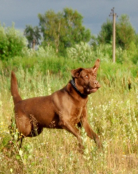 Recuperador de labrador marrom — Fotografia de Stock