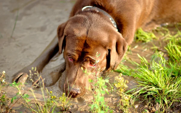 Recuperador de labrador marrón — Foto de Stock