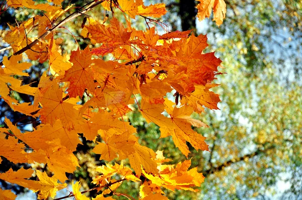 Leaves in autumn — Stock Photo, Image