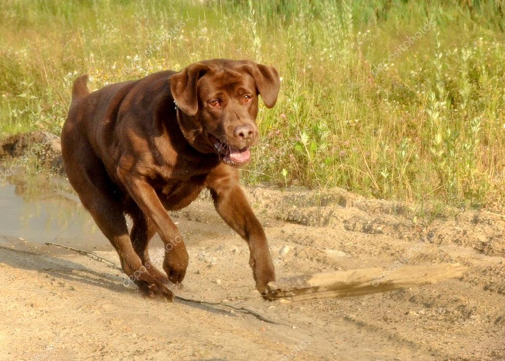 Brown Labrador Retriever runs — Stock Photo © nelyninell #32343239