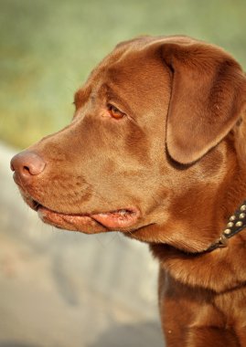 profilde kahverengi labrador