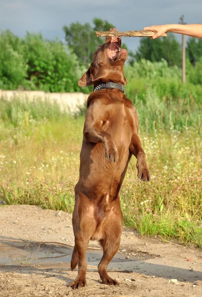 棕色拉布拉多猎犬 — 图库照片