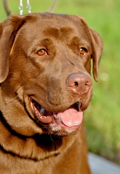 Bruine labrador retriever — Stockfoto