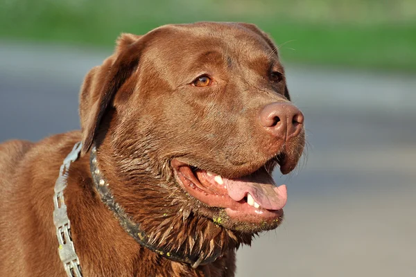 Schöner brauner Labrador — Stockfoto