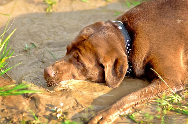 Labrador is playing in the mud — Stock Photo, Image
