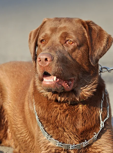 Schöner brauner Labrador — Stockfoto