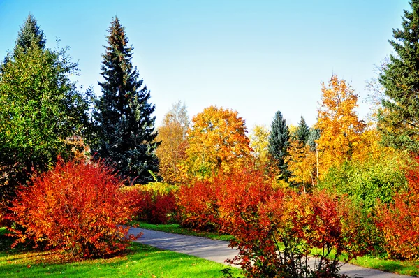 Amarelo, vermelho, árvores verdes e arbustos no outono — Fotografia de Stock