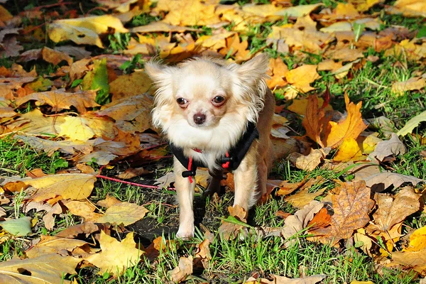 Perro pequeño en las hojas amarillas —  Fotos de Stock