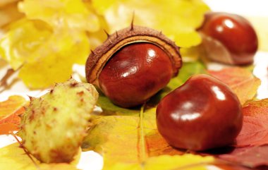 kestane yapraklarda