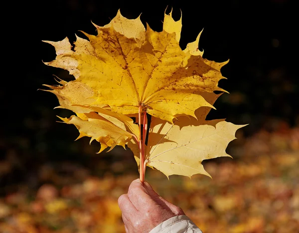 A bouquet of maple leaves — Zdjęcie stockowe