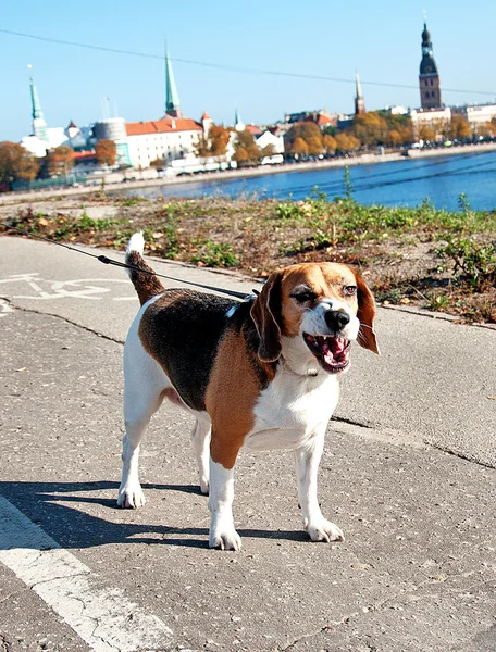 Gülümsemek köpek — Stok fotoğraf