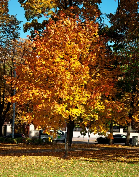 Autumn maple tree — Stock Photo, Image