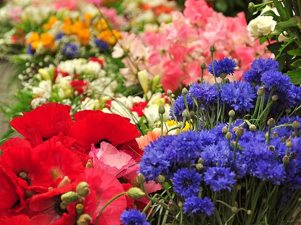Papoilas e outras flores — Fotografia de Stock