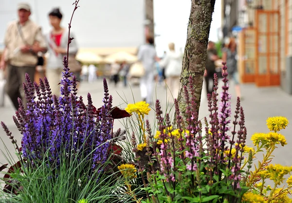 Flores na cidade — Fotografia de Stock